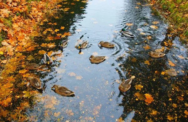 Passeggiata mattutina nel parco Catherine a Tsarskoye Selo — Foto Stock