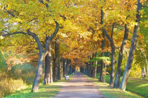 Morgenspaziergang in einem separaten Park in zarskoje selo — Stockfoto