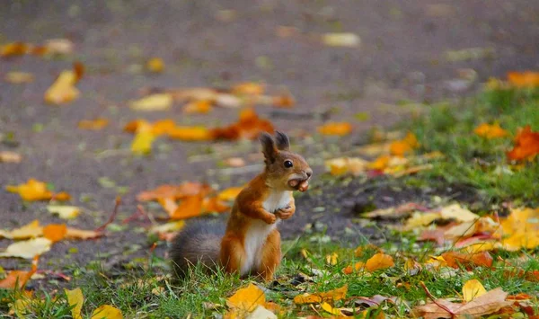 Treffen mit einem Eichhörnchen während eines morgendlichen Spaziergangs im Katharinenpark — Stockfoto