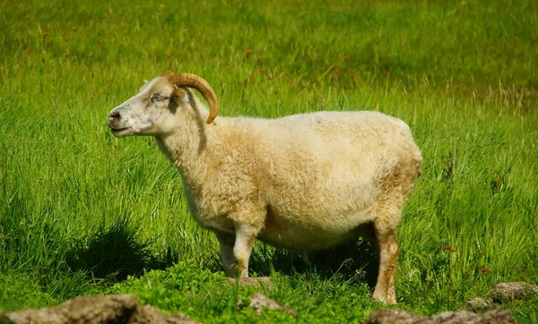 Słodkie Urocze Owce Wypas Zielonej Trawie Wśród Gór Plaż — Zdjęcie stockowe