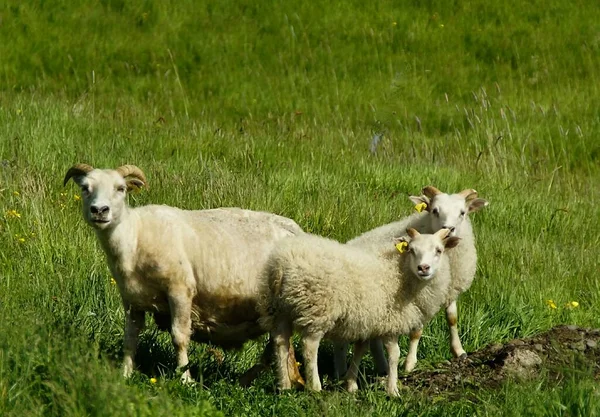 Χαριτωμένο Και Γοητευτικό Πρόβατα Βόσκηση Στο Πράσινο Γρασίδι Μεταξύ Βουνά — Φωτογραφία Αρχείου