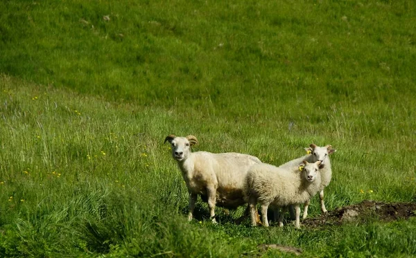 Leuke Charmante Schapen Grazen Groen Gras Tussen Bergen Stranden — Stockfoto