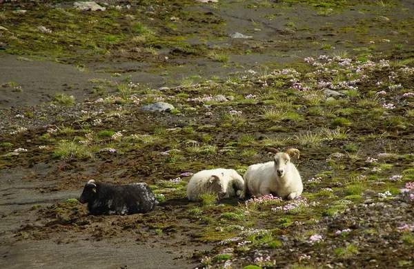 Fascinerande Sommarvandring Island — Stockfoto