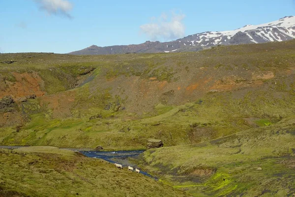 Цікава Літня Прогулянка Ісландії Країні Вулканів Гір Льодовиків Водоспадів Частина — стокове фото