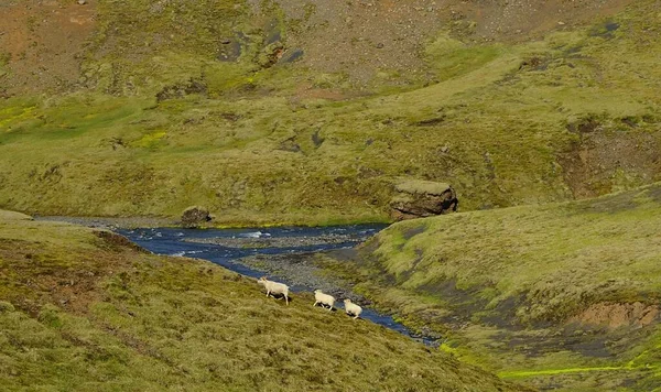 在冰岛迷人的夏季远足 在火山 冰川和瀑布的国度里 在Skogau Falls Vic村的路上 — 图库照片