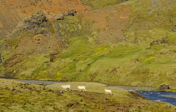 Faszinierende Sommerwanderung Island Land Der Vulkane Berge Gletscher Und Wasserfälle — Stockfoto