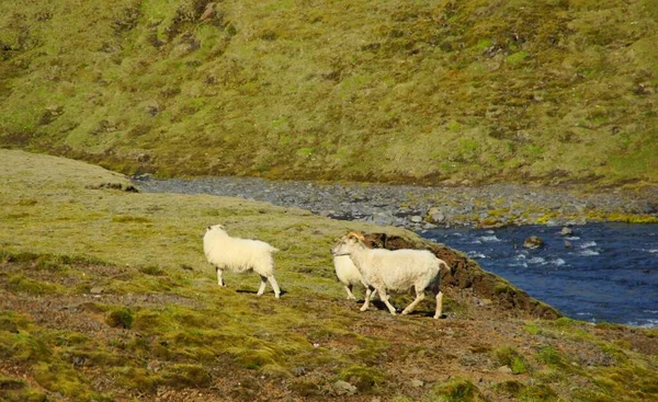 Fascinante Caminhada Verão Islândia País Vulcões Montanhas Geleiras Cachoeiras Parte — Fotografia de Stock
