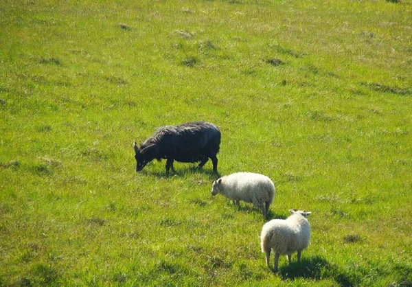 Fascinerende Zomerwandeling Ijsland Het Land Van Vulkanen Bergen Gletsjers Watervallen — Stockfoto