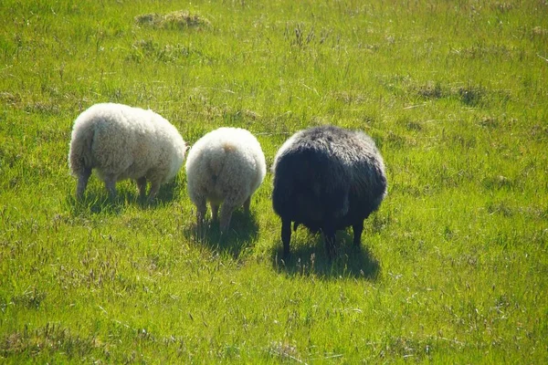 Fascinante Caminhada Verão Islândia País Vulcões Montanhas Geleiras Cachoeiras Parte — Fotografia de Stock