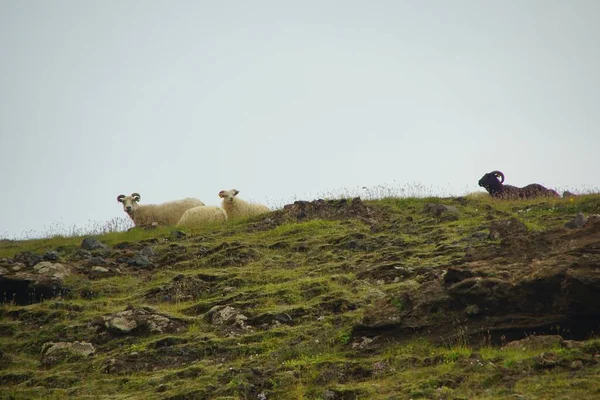 Roztomilé Okouzlující Ovce Pasoucí Zelené Trávě Mezi Horami Plážemi — Stock fotografie