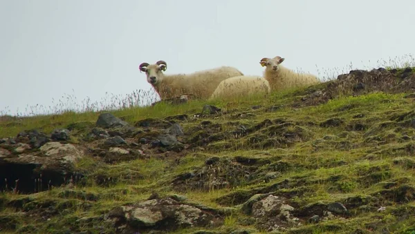 Leuke Charmante Schapen Grazen Groen Gras Tussen Bergen Stranden — Stockfoto