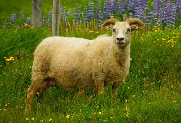 Cute Charming Sheep Grazing Green Grass Mountains Beaches — Stock Photo, Image