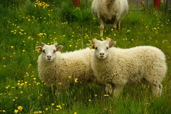 Söta Och Charmiga Får Betar Grönt Gräs Bland Berg Och — Stockfoto