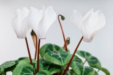 Beyaz bankamatik üzerinde izole Siklamen