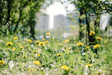 Güzel şehir güneşli bir günde karahindiba ve yeşil çimen çiçek