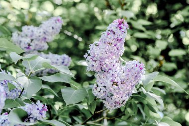 Bahar bahçesinde Bahar menekşe leylak