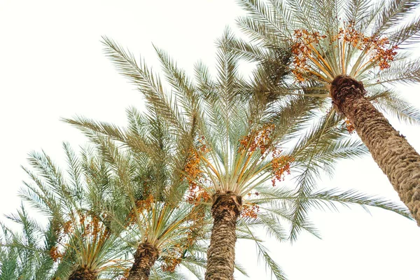 Schöne Palmen. Blick von unten auf exotische Natur — Stockfoto