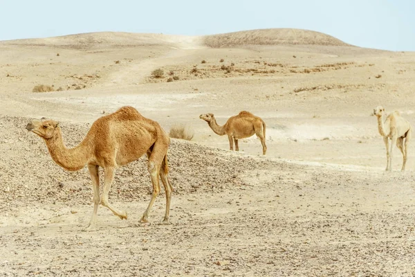 Deux familles de chameaux marchent ensemble dans le désert — Photo
