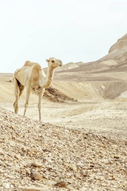 Tek deve ile kuru ve sıcak çöl dunes yürüyüş