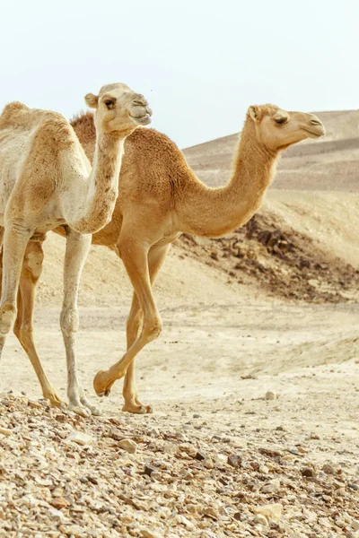 Closeup couple of two camels family walk together through desert