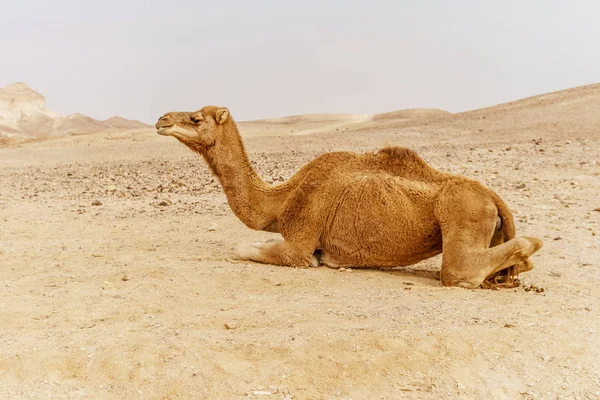 Pittoresco deserto dromedario cammello sdraiato sulla sabbia — Foto Stock