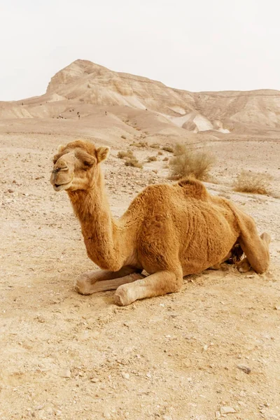 Pintoresco camello dromedario desierto acostado en la arena —  Fotos de Stock