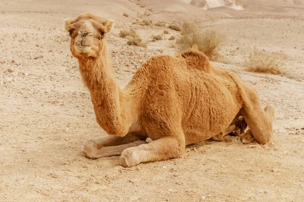 Pittoresco deserto dromedario cammello sdraiato sulla sabbia e guardando in macchina fotografica . — Foto Stock