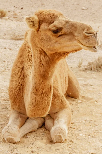 Pittoresco deserto dromedario cammello sdraiato sulla sabbia. Sahara estivo viaggi — Foto Stock