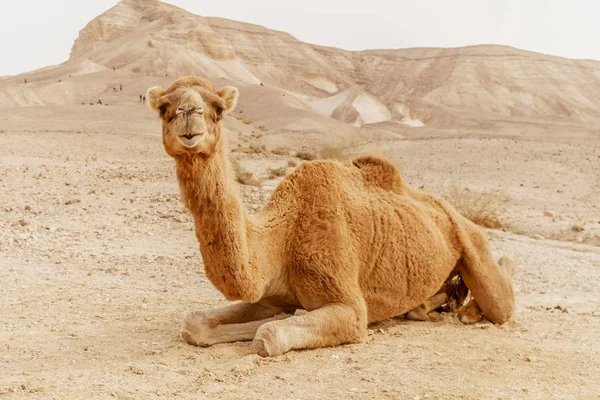 Pitoresk çöl dromedary deve kum üzerinde yalan ve kameraya bakıyor.