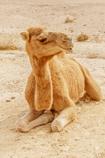 Kum üzerine yalan pitoresk çöl dromedary deve. Sahara seyahat etmek yaz