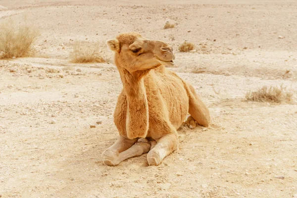 Kum üzerine yalan pitoresk çöl dromedary deve. Sahara seyahat etmek yaz
