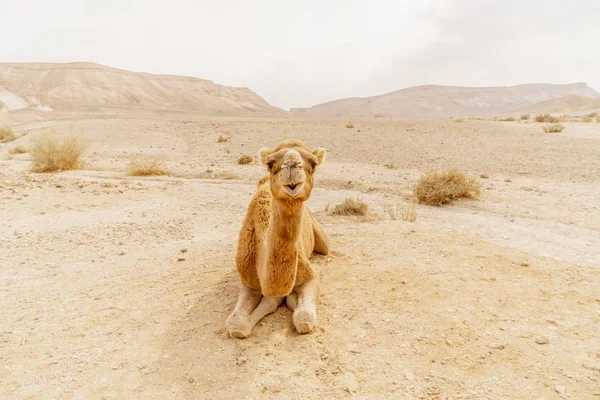 चित्रकारी रेगिस्तान ड्रोमेडरी ऊंट रेत पर पड़े हुए और कैमरा में देखते हुए . — स्टॉक फ़ोटो, इमेज