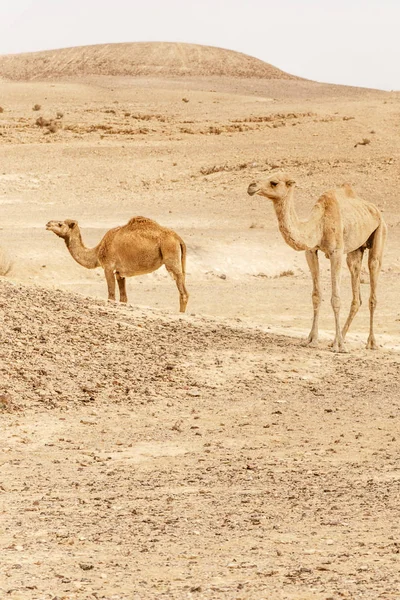 Gruppo di dromedari cammelli che camminano nel deserto selvaggio calore natura . — Foto Stock
