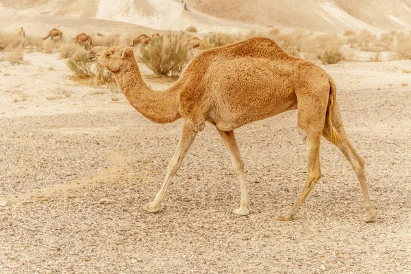 Cammello che cammina attraverso dune selvagge del deserto. Safari viaggio a soleggiato wildernes asciutto — Foto Stock