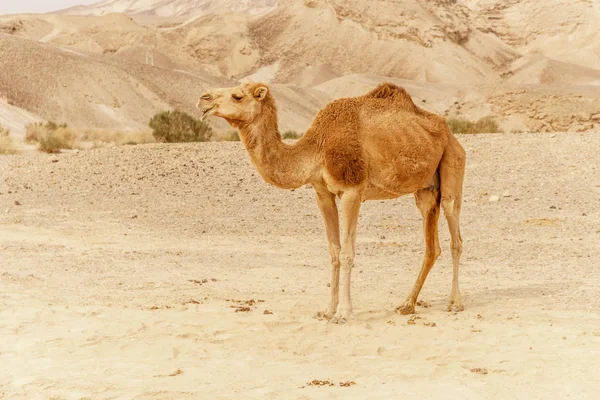 Cammello che cammina attraverso dune selvagge del deserto. Safari viaggio a soleggiato wildernes asciutto — Foto Stock