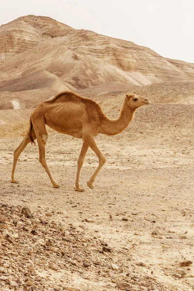 骆驼行走在荒凉的沙漠沙丘上。徒步旅行到阳光干燥的 wildernes — 图库照片