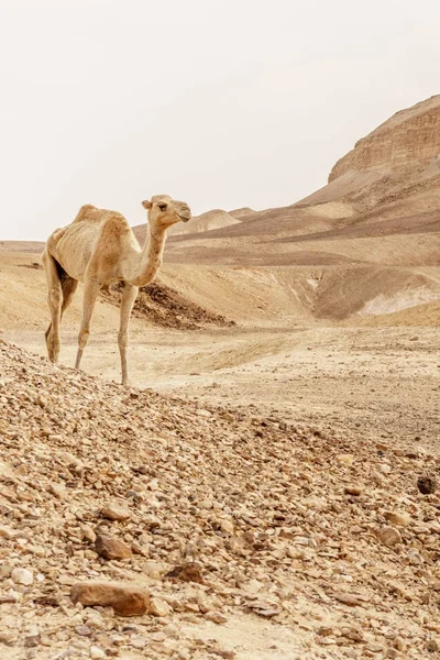 Cammello che cammina attraverso dune selvagge del deserto. Safari viaggio a soleggiato wildernes asciutto — Foto Stock