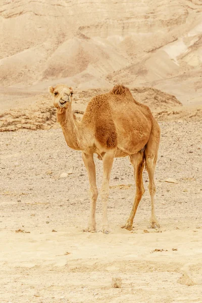 Camel walking through wild desert dune. Safari travel to sunny dry wildernes — Stock Photo, Image