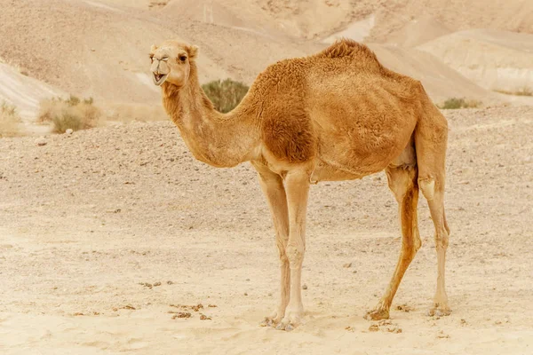 Cammello che cammina attraverso dune selvagge del deserto. Safari viaggio a soleggiato wildernes asciutto — Foto Stock