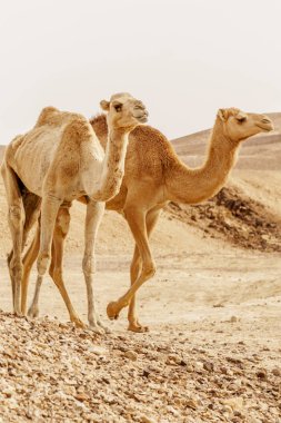 Dromedary Develer çöl ısı vahşi doğada yürüyüş grubu.