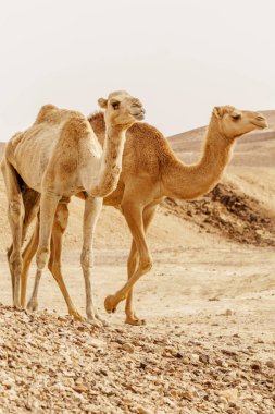 Dromedary Develer çöl ısı vahşi doğada yürüyüş grubu.