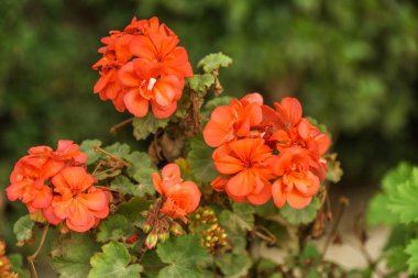 Bahçede büyüyen Closeup kırmızı renk Sardunya çiçek bitki.