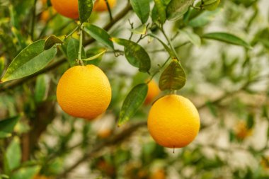 Mandalina organik narenciye ağaç ve yeşil yapraklar. Doğal taze yemek ve tatlı turuncu mandarine meyve
