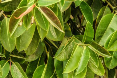 Arka plan yeşil closeup yapraklar. Yaz doğa ışık ve parlak doğa doğal bitki