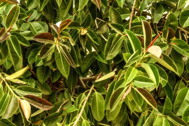 Arka plan yeşil closeup yapraklar. Yaz doğa ışık ve parlak doğa doğal bitki