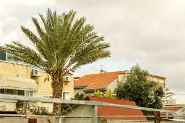 Mimari yapılar ve egzotik palmiye ağaçları. Yaz günü şehir, İsrail tatiller.