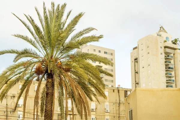Edificios de arquitectura y palmeras exóticas. Día de verano ciudad, vacaciones en Israel . — Foto de Stock