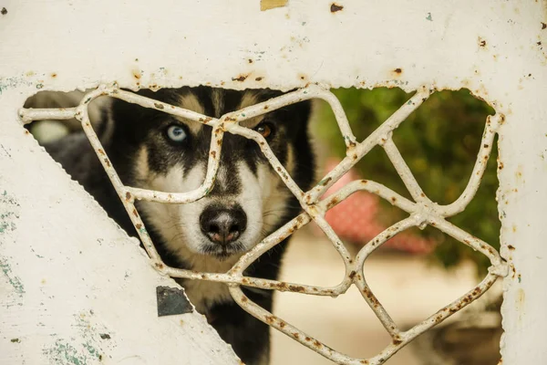 Cara de perro husky animal de cerca. Linda hermosa mascota retrato . — Foto de Stock