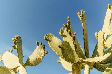 Tropikal yeşil çiçeği kaktüs bitki, yukarı, tavşan kulakları kaktüs veya Opuntia Microdasys yakın kaktüs inciri