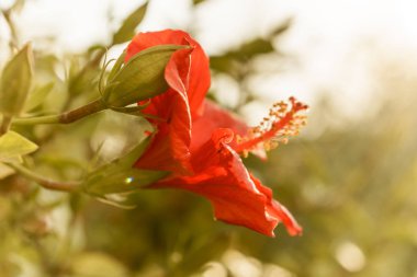 Yeşil doğa arka plan üzerinde kırmızı çiçeği tropikal hibiscus parlak pembe büyük çiçek.